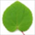 Katsura Leaf